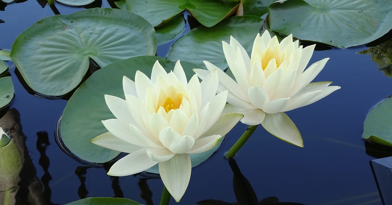 Rosa's Fotvårdsklinik logotyp